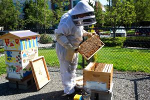 Read more about the article Organic honey